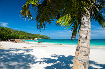 Wall Mural - A palm tree stands over the deserted tropical dream beach of Anse Lazio, on Praslin Island, in the Seychelless