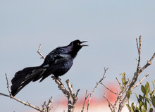 The Great-tailed Grackle Or Mexican Grackle (Quiscalus Mexicanus)  Singing At Spring Time