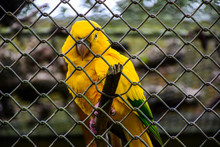 Macaw Parrot Found