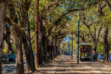 New Orleans Street Car In The Live Oak Trees