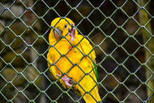 Macaw Parrot Found