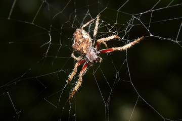 spider on web