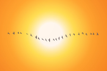 Wall Mural - silhouette of a flock of flying birds