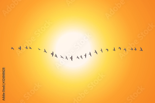 silhouette of a flock of flying birds