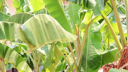 Wall Mural - Scene of nature banana tree leaf with sun