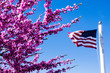 Pink cherry blossoms and American flag against bright blue sky