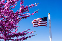 Pink Eastern Redbud In Full Bloom With American Flag Against Bright Blue Sky