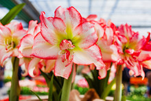 Amaryllis Flowers In The Pot