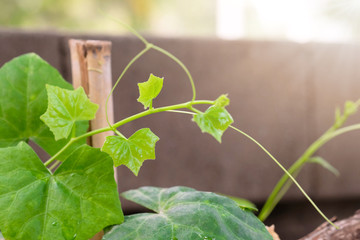 Beautiful top gourd, Ivy gourd on nature wall, Natural vegetables.