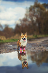 Wall Mural - cute red Corgi puppy stands in a puddle in pink rubber boots in a spring Park