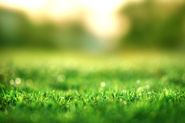Wall Mural - Spring and nature background concept, Closeup green grass field with blurred park and sunlight.