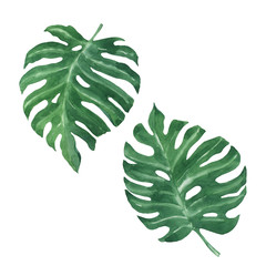 Set of big monstera leaves isolated on white background. Hand drawn watercolor illustration.  A