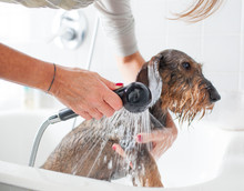 Dachshund Dog Takes A Bath