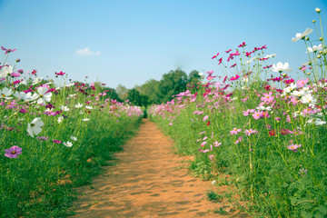 landscape of diasy flower on field in summer time.