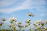 Fototapeta Kosmos - White cosmos flowers with blue sky