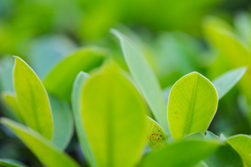 Wall Mural - Closeup of fresh leaves on green nature