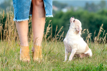 close up portrait of a small breed french lapdog sitting near owner woman legs