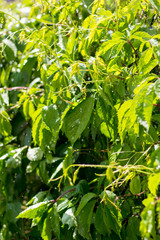 Green juicy salad in the garden