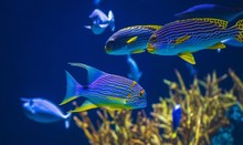 Blue Fish With Plants In An Aquarium