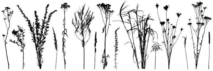 Set of wild plants and weeds, silhouettes. Vector illustration.