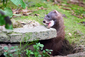 Wall Mural - European Mink Closeup (Mustela lutreola)