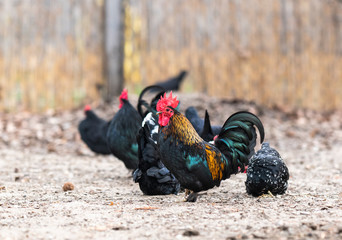 Wall Mural - Rooster and chickens in the farmyard