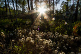 Fototapeta Tęcza - Forest Sun