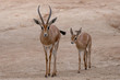 Adult and young breeding of dorcas gazelle