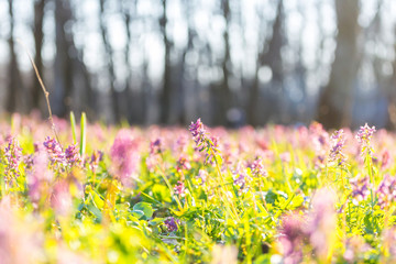 Sticker - Spring forest