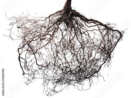 Fotomural tree roots isolated on white background