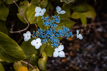 Wall Mural - blossom