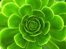 Closeup At The Centre Of The Bud "eye" Of The Green Cactus Of Aeonium Crassulaceae With The Newborn Leaves. Blurred Background Of The Leaves