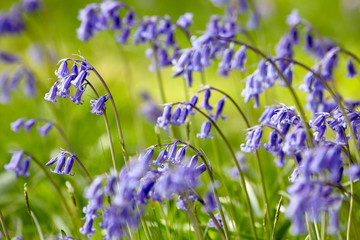 bluebells