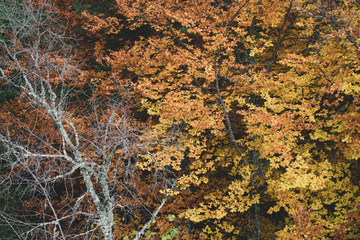 Autumn colors at Serra da Estrela