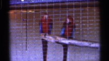 FLORIDA USA-1966: Three Tiered Water Fountain Spray Water In Pool S Two Red And Blue Parrots Watch