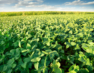 Wall Mural - Soybean Field