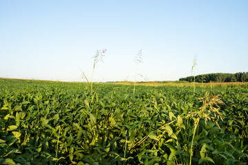 Wall Mural - Green ripening soybean field