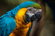 Blue and Yellow Macaw / Arara Canindé (Ara ararauna)