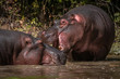 Hippopotamus / Hipopótamo (Hippopotamus amphibius)