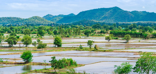 Wall Mural - Scenery of flooded rice paddies. Agronomic methods of growing rice  with water in which rice sown in Thailand.