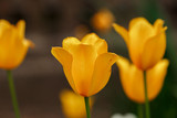 Fototapeta Dmuchawce - Young Yellow Tulips for Women's Day March 8