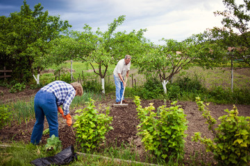 active senior woman planting seedlings in green vegetable garden