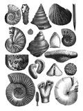 Fototapeta Młodzieżowe - Collage of fossil shells / Antique engraved illustration from Brockhaus Konversations - Lexikon 1908
