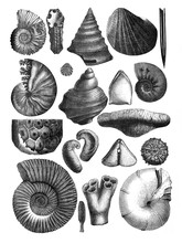 Collage Of Fossil Shells / Antique Engraved Illustration From Brockhaus Konversations - Lexikon 1908