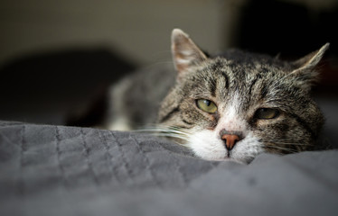 Cute aged cat lying on bed at home