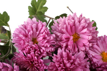 Sticker - Pink chrysanthemums background