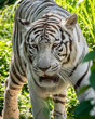 White Tiger / Tigre Branco (Panthera tigris tigris)
