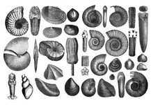 Shells Fosil Collection / Seashells / Antique Engraved Illustration From Brockhaus Konversations - Lexikon 1908
