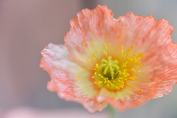 Wall Mural - Close look at the spring flower during the blooming season