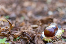 Chestnut On The Ground
